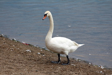 Swan standing proudly on river bank surrounded with gravel and fallen feathers next to clear water on warm sunny day at sunset