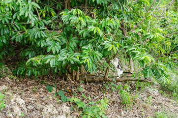 Cat Standing On Soursop Horizontal Branch