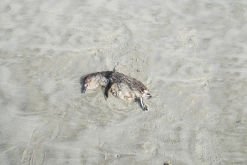 dead penguin in sand on beach