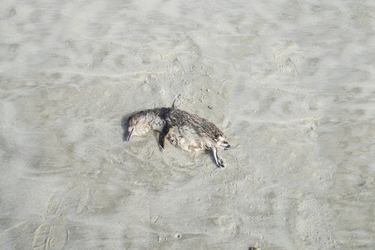 dead penguin in sand on beach
