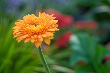 Beautiful detailed isolated closeup of a single orange flower with flowers and greenery in the background 