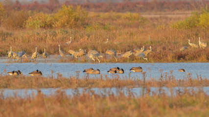 Sandhill cranes roosting during fall migration at sunset in the Crex Meadows Wildlife Area in Northern Wisconsin