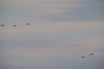 Silhouettes of flying sandhill cranes at sunset during Fall / Autumn migrations in the Crex Meadows Wildlife Area in Northern Wisconsin