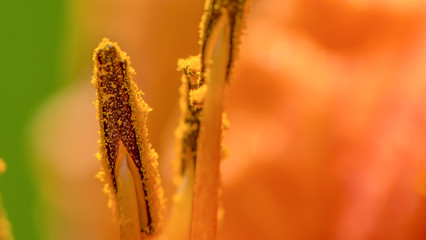 Detailed closeup macro of stamen and pollen from orange wildflower taken at Theodore Wirth Park in Minneapolis