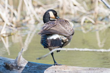 Canada goose standing on one leg on a fallen log in a wetland during Spring migrations in Minnesota Valley National Wildlife Refuge