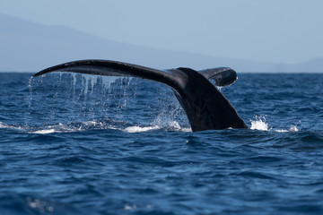 Obraz premium Humpback whale tail fluke.