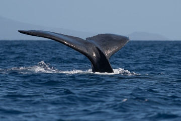 Fototapeta premium Humpback whale tail fluke.