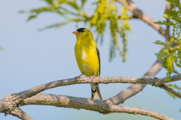 Goldfinch in breeding yellow plumage perched on a tree branch off the Minnesota River during Spring migrations