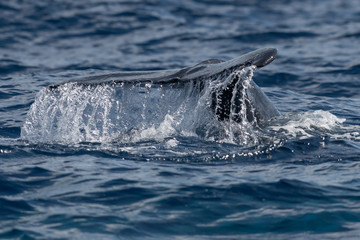 Fototapeta premium Baby humpback whale tail fluke.