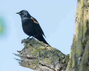 Red-winged blackbird on branch