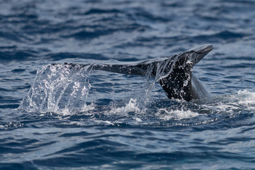 Baby humpback whale tail fluke.