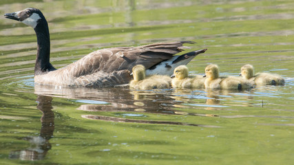 Canada geese parents and chicks in a wetland wildlife area in Minnesota in Spring