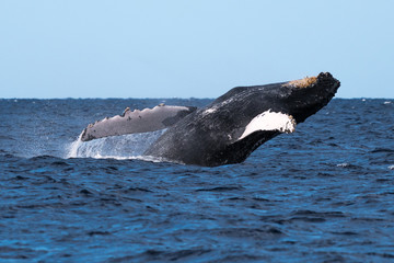 Fototapeta premium Humpback whale breaching.