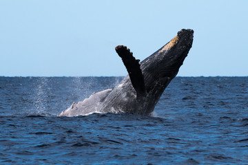 Obraz premium Humpback whale breaching.