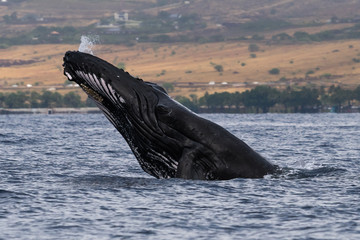 Humpback whale head lunge.