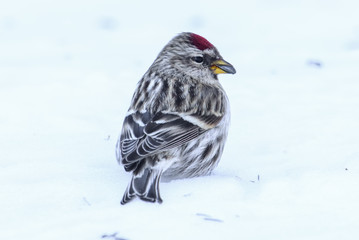 Common redpoll standing in the snow with a seed in its mouth - taken in winter in the Sax-Zim Bog in Northern Minnesota