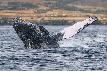 Naklejka premium Humpback whale breaching.