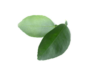 Obraz premium Green leaf isolated on the white background