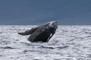 Fototapeta premium Humpback whale breaching.