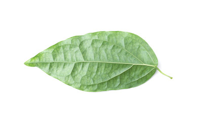 Green leaf isolated on the white background