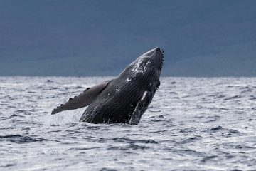 Naklejka premium Humpback whale breaching.
