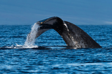 Naklejka premium Humpback whale tail fluke.