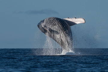 Humpback whale breaching.