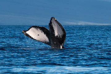 Naklejka premium Humpback whale tail fluke.