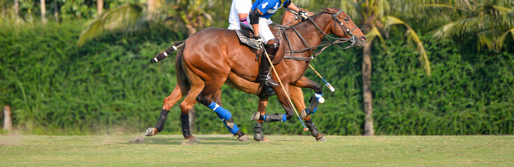 polo player and horse polo sport on the polo field.