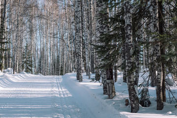 Traces of snowman in the forest. Snowmobile ride. On a snowmobile in the forest. Winter landscape.
