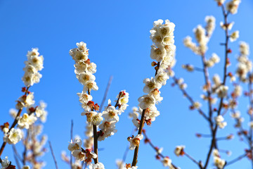 【日本の春】満開の八重梅の花（白梅）