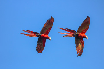 Colorful Scarlet Macaws © WildPhotography.com