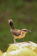 Obraz premium Bird Eating a Coconut