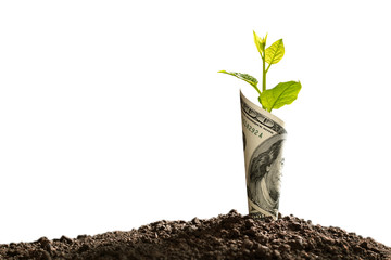 Image of US dollar bank note with plant growing on top for business, saving, growth, economic...