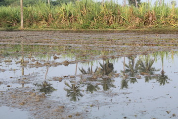 field with trees 