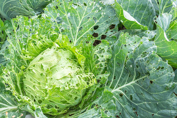 Cabbage damaged by insects pests close-up. Head and leaves of cabbage in hole, eaten by larvae...