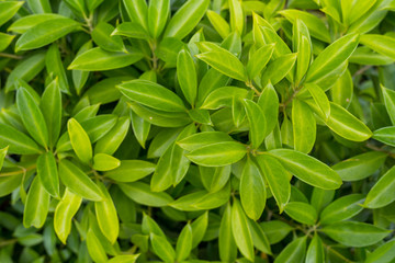 Top view of green plant