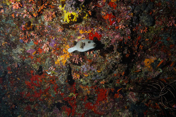 Puffer fish at the Maldives