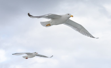 Seagulls in cloudy weather