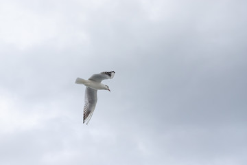 Obraz premium Seagulls in cloudy weather