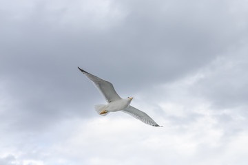 Seagulls in cloudy weather