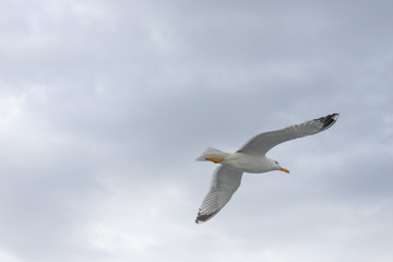 Seagulls in cloudy weather