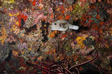 Puffer fish at the Maldives © Mina Ryad