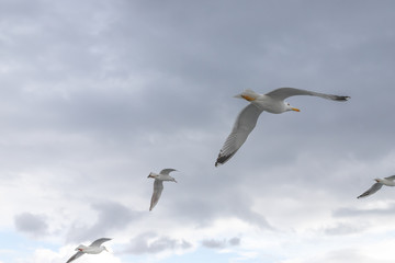 Obraz premium Seagulls in cloudy weather