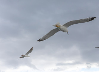 Fototapeta na wymiar Seagulls in cloudy weather