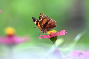 Brown butterflies with black lines on the wings