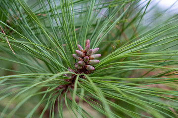 Naklejka na ściany i meble Cluster of young pollen cones among the needles of a loblolly pine tree just before spring at Yates Mill County Park in Raleigh, North Carolina.