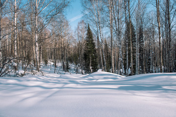 Winter forest landscape. Taiga in the winter. Siberian forest in winter. Snow covered trees. Christmas trees under the snow.