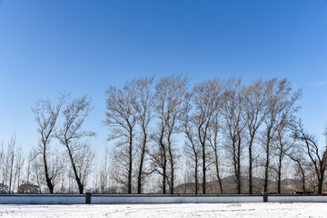 Winter landscape with trees and forest, Dry tree without leaf with sky and the ground covered snow.