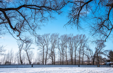 Fototapeta premium Winter landscape with trees and forest, Dry tree without leaf with blue sky and the ground covered snow.